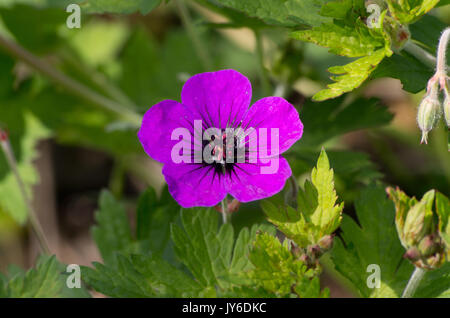 Geranium 'Anne Thomson' Banque D'Images