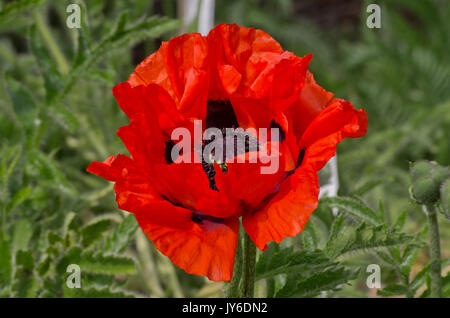 Papaver orientale Rembrandt Banque D'Images