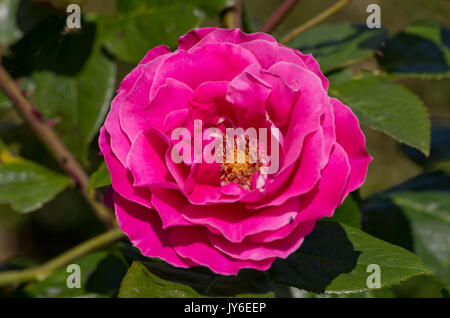 Rose baronne de Rothschild Banque D'Images