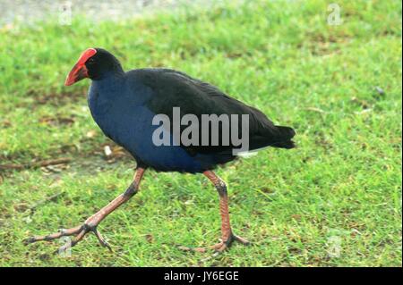 New Zealand Pukeko Banque D'Images