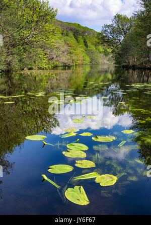 Les feuilles de nénuphar sur le lac dans la région de Tobermory aros Banque D'Images