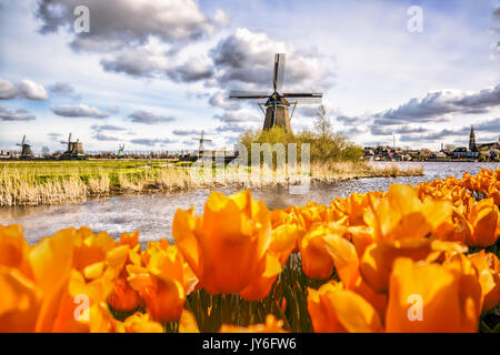 Moulin à vent hollandais traditionnel avec des tulipes à zaanse, région d'Amsterdam, Hollande Banque D'Images