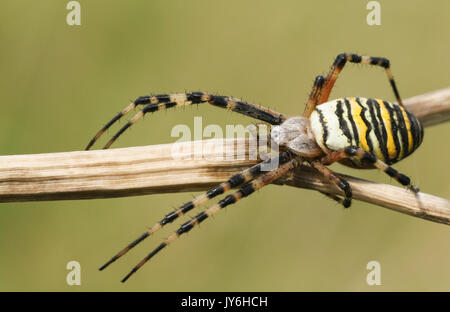 Une belle araignée Argiope bruennichi (WASP). Banque D'Images