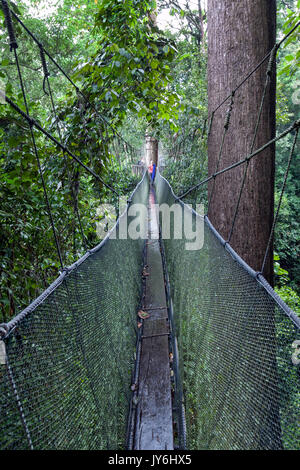 Passerelle surélevée longue sur la cime des arbres en forêt tropicale à Kinabalu Park, Sabah, Bornéo Malaisien. Banque D'Images