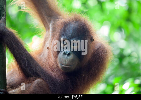 Orang-outan (Pongo pygmaeus) dans l'arbre, la réserve forestière de Sepilok, Sabah, Bornéo, Malaisie Banque D'Images