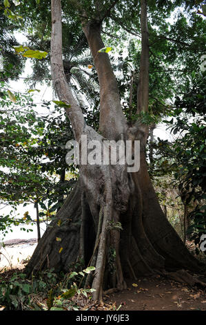 SIERRA LEONE, excursion en bateau le long de la côte de l'océan Atlantique, du River no 2 à l'île de Tombo, banane, des forêts et de la nature protégée, zone WAPFoR grand arbre tropical Banque D'Images