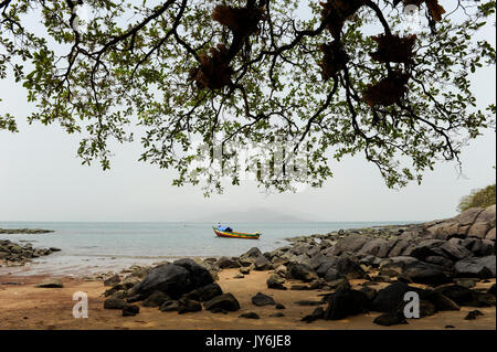 SIERRA LEONE, excursion en bateau le long de la côte de l'océan atlantique de la rivière No 2 à Tombo, île de Banana, péninsule de la région occidentale du parc national Banque D'Images