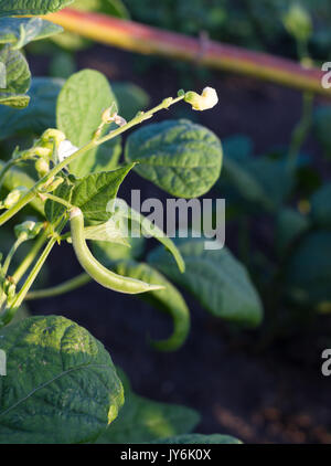 Groupe d'haricots verts cultivés champ. Germes de soja. Banque D'Images