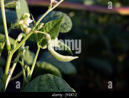 Groupe d'haricots verts cultivés champ. Germes de soja. Banque D'Images