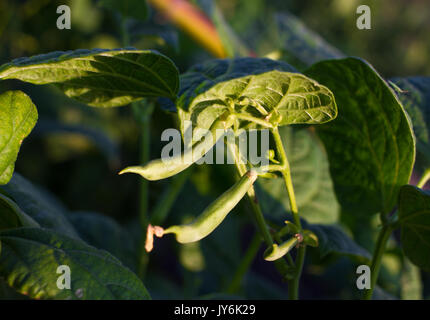 Groupe d'haricots verts cultivés champ. Germes de soja. Banque D'Images