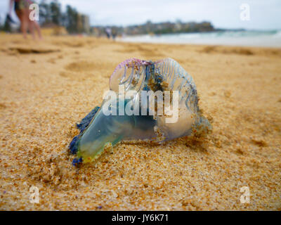 Une bouteille bleue s'est échoué sur une plage en Australie Banque D'Images