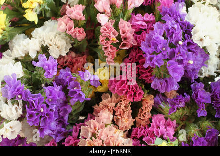 Rose, violet, jaune, blanc fleurs Statice Limonium - Contexte Banque D'Images