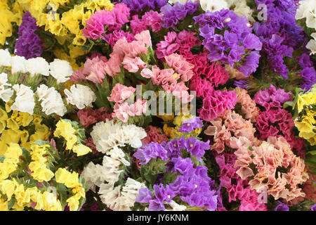 Rose, violet, jaune, blanc fleurs Statice Limonium - Contexte Banque D'Images