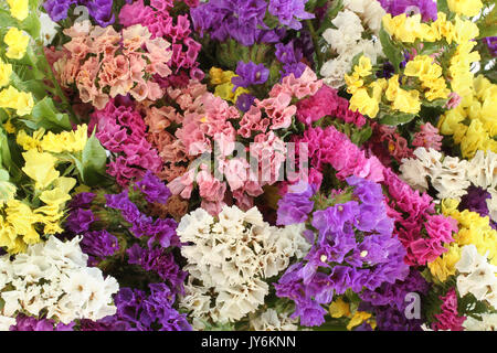 Rose, violet, jaune, blanc fleurs Statice Limonium - Contexte Banque D'Images