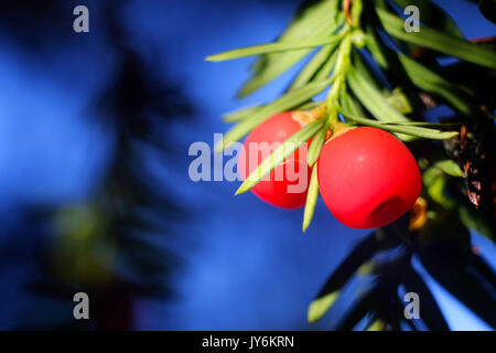 Yew Tree Ripe baies, ou arilles, la seule partie comestible de l'if toxique. Banque D'Images