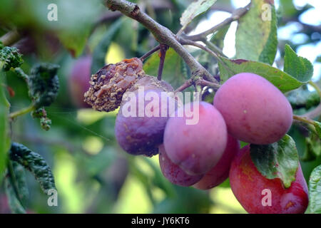 Les prunes Victoria montrant des signes de la maladie et la pourriture du fruit. Banque D'Images