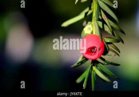 Yew Tree Ripe baies, ou arilles, la seule partie comestible de l'if toxique. Banque D'Images