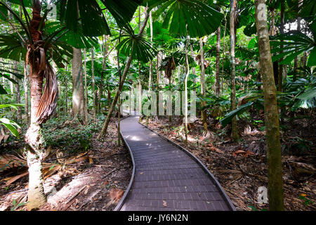 Dubuji Boardwalk, Cape Tribulation, Daintree National Park, Far North Queensland, Queensland, Australie, FNQ Banque D'Images