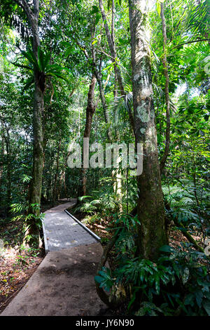 Marrdja Boardwalk, Cape Tribulation, Daintree National Park, Far North Queensland, Queensland, Australie, FNQ Banque D'Images