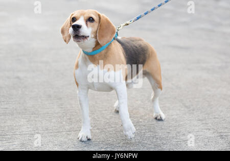 Chien beagle aboie sur street Banque D'Images