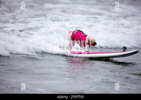 La concurrence dans le monde des chiens chien championnats de surf à Pacifica, Californie en 2017 Banque D'Images