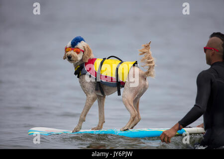 Chien accompagne un surfer en Californie Banque D'Images