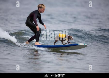 Chien accompagne un surfer en Californie Banque D'Images