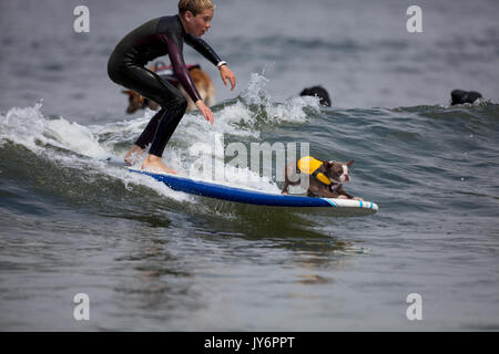 Chien accompagne un surfer en Californie Banque D'Images