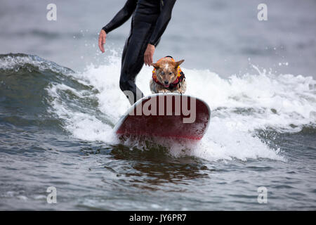 Chien accompagne un surfer en Californie Banque D'Images