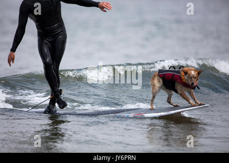 Chien accompagne un surfer en Californie Banque D'Images