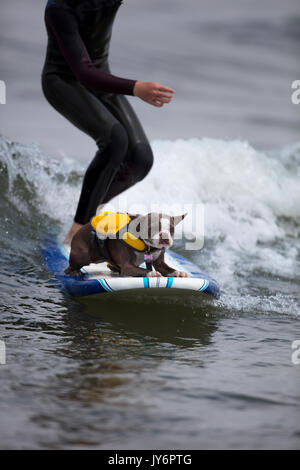 Chien accompagne un surfer en Californie Banque D'Images