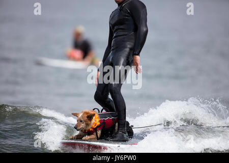 Chien accompagne un surfer en Californie Banque D'Images