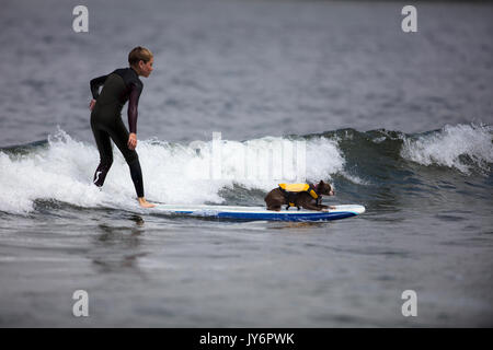 Chien accompagne un surfer en Californie Banque D'Images