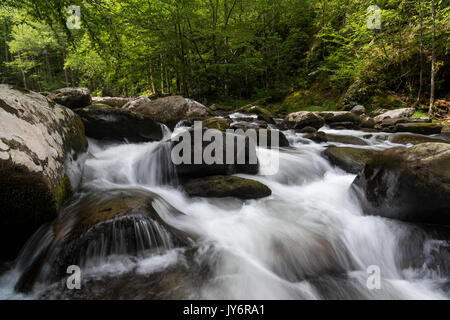 La broche du milieu de la petite rivière est formée par la confluence de Lynn et grade camp prong prong et un autre flux 6 miles jusqu'à ce qu'il se jette dans la petite rivière. l'ensemble du bassin versant du Moyen prong est vaguement connu sous le nom de tremont. Banque D'Images