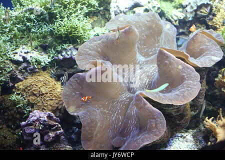 Des bénitiers (tridacna gigas) à Okinawa, Japon Banque D'Images