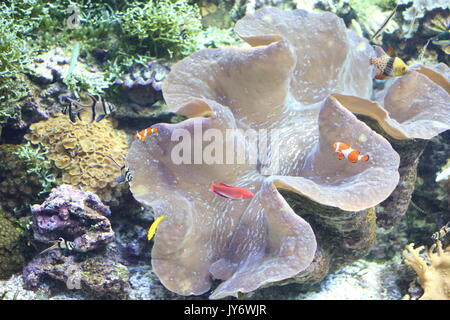 Des bénitiers (tridacna gigas) à Okinawa, Japon Banque D'Images