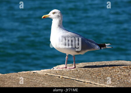 Vues et endroits autour de Portsmouth et Southsea, Hayling Island. Banque D'Images