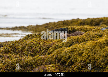 Détente de la loutre de mer parmi les algues sur l'île de Mull dans les Hébrides intérieures, Ecosse Banque D'Images