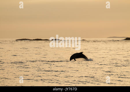 Dauphins sautant hors de la surf au coucher du soleil près de l'île de Staffa, sur la côte ouest de l'Ecosse Banque D'Images