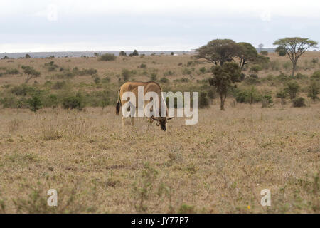 Un lion pan, à le Parc National de Nairobi Banque D'Images