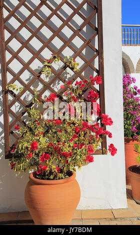 Jolie plante à fleurs de bougainvilliers en pot en argile sur terrasse dallée, Vejer de la Frontera, province de Cadiz, Espagne Banque D'Images