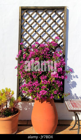 Jolie plante à fleurs de bougainvilliers en pot en argile sur terrasse dallée, Vejer de la Frontera, province de Cadiz, Espagne Banque D'Images