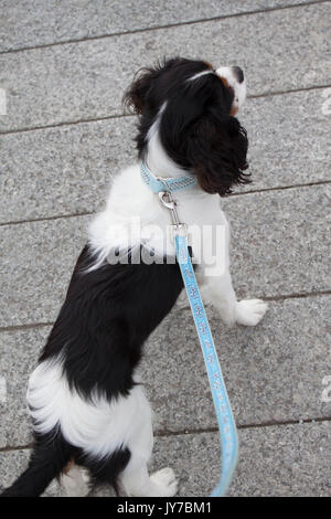 Cavalier King Charles Spagniel chiot à marcher avec la laisse Banque D'Images