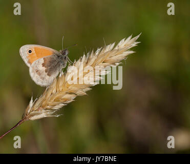 Butterfly perché sur une pointe d'herbe avec prairie background Banque D'Images