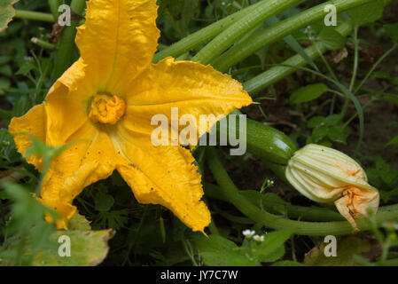 Courgette ou COURGETTE Cucurbita pepo, poussant dans un jardin en Pologne Banque D'Images