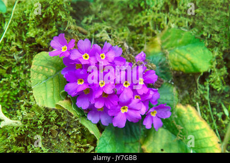 Signes du printemps, saison de vernal - wild primroses. Primula vulgaris subsp. sibthorpii Caucase fleurit en Colchide (Lowland) à la mi-février (frost-résister Banque D'Images