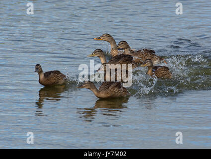 Canard colvert femelle, Anas platyrhynchos, avec les jeunes dans l'eau, Pennington Flash Country Park, Leigh, UK Banque D'Images