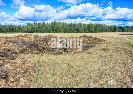 La bouse de vache d'engrais et de paille. Tas de fumier dans le champ début du printemps pour fertiliser les champs. Banque D'Images