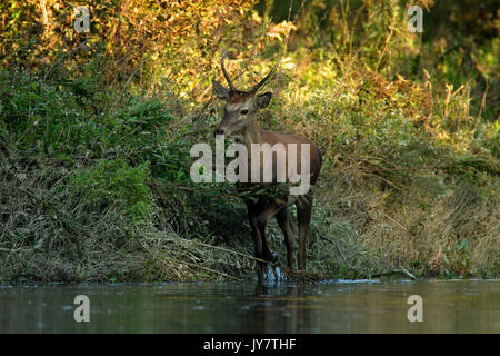 Cerf qui coule dans la rive latérale de la rivière Drava Banque D'Images