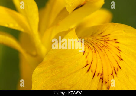 Iris jaune en fleur, Drave, Croatie Banque D'Images